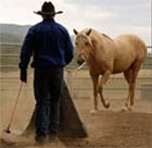 Ian Leighton Horsemanship